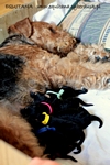 airedale10.jpg